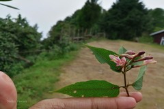 Lonicera lanceolata